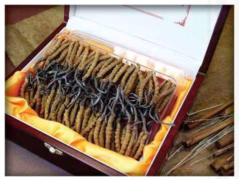 岫岩冬虫夏草回收